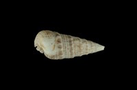 藏品(中華蟹守螺)的圖片